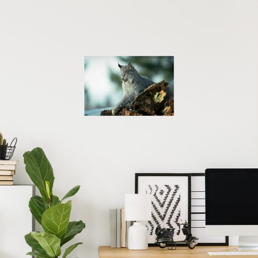 Canada lynx poster (Thuiskantoor)