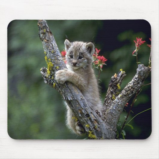 Canada Lynx-small kitten Muismat (Voorkant)