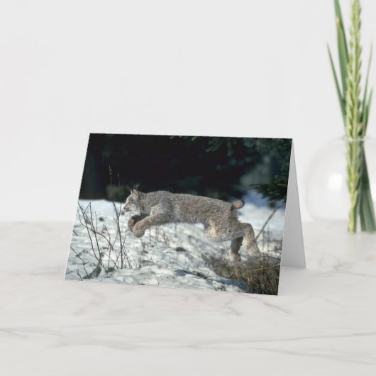 Canada lynx springen, bounding op sneeuw kaart (Voorkant)