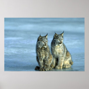 Canada lynx, winter, paar per ijskoude stroom poster