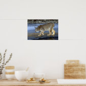 Canada lynx, winter poster (Keuken)