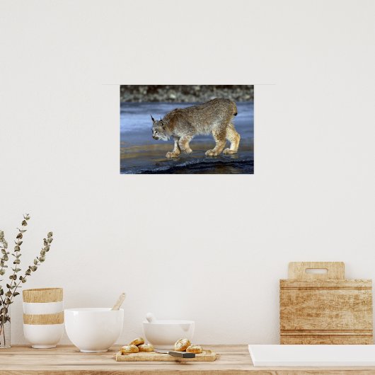 Canada lynx, winter poster (Keuken)