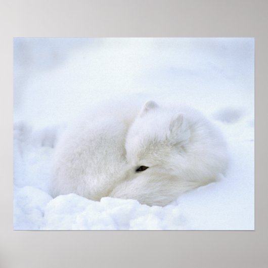 Canada, Manitoba, Churchill. Kunstvossen met Poster (Voorkant)