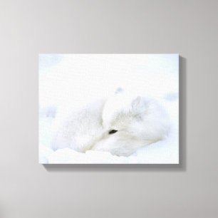 Canada, Manitoba, Churchill. Poolvos Canvas Afdruk