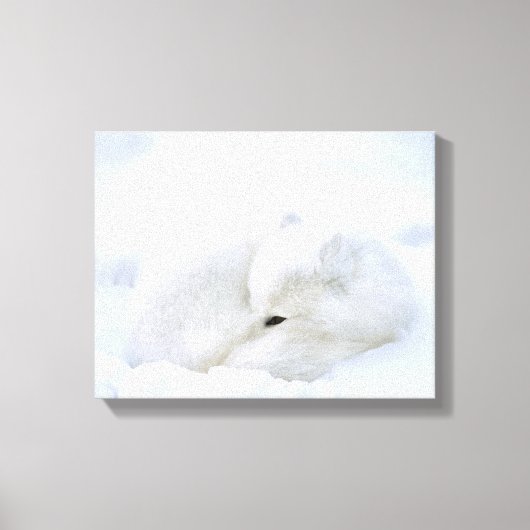 Canada, Manitoba, Churchill. Poolvos Canvas Afdruk (Voorkant)