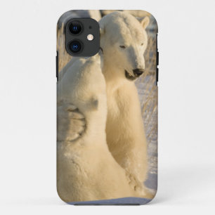 Canada, Manitoba, Hudsonbaai, Churchill. iPhone 11 Hoesje