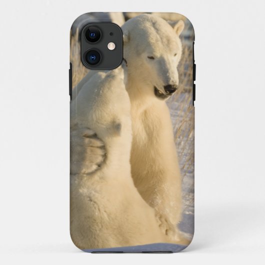 Canada, Manitoba, Hudsonbaai, Churchill. Case-Mate iPhone Case (Achterkant)