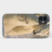 Canada, Manitoba, Hudsonbaai, Churchill. Case-Mate iPhone Case (Achterkant (horizontaal))