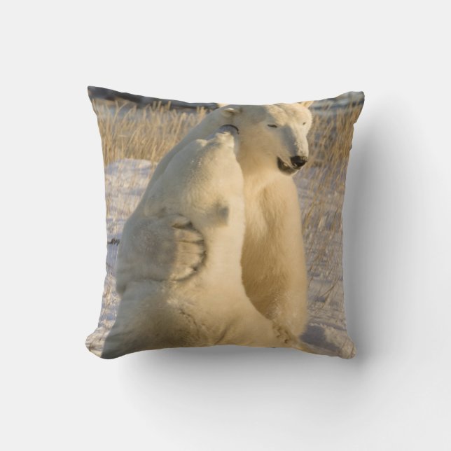 Canada, Manitoba, Hudsonbaai, Churchill. Kussen (Voorkant)