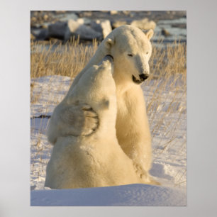 Canada, Manitoba, Hudsonbaai, Churchill. Poster