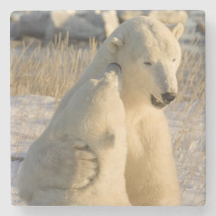 Canada, Manitoba, Hudsonbaai, Churchill. Stenen Onderzetter