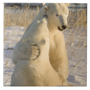 Canada, Manitoba, Hudsonbaai, Churchill. Tegeltje