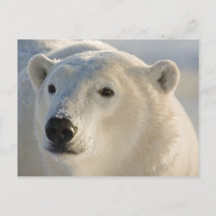 Canada, Manitoba, Hudsonbaai   IJsbeer Briefkaart