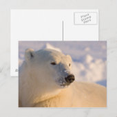 Canada, Manitoba, Hudsonbaai | IJsbeer Briefkaart (Voorkant / Achterkant)