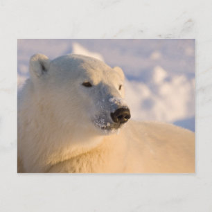 Canada, Manitoba, Hudsonbaai   IJsbeer Briefkaart