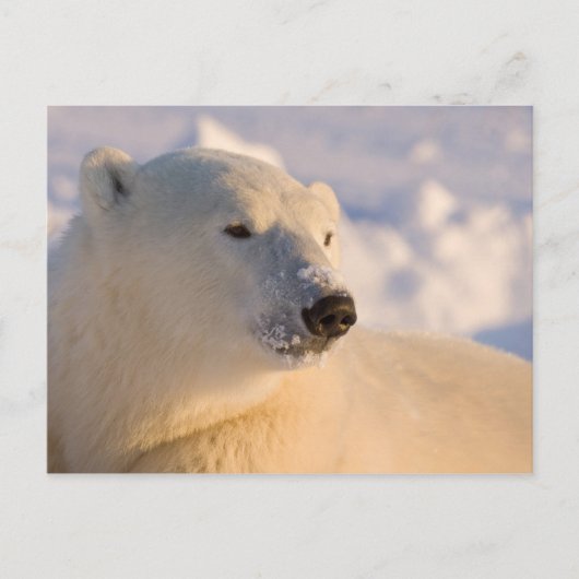 Canada, Manitoba, Hudsonbaai | IJsbeer Briefkaart (Voorkant)
