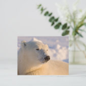 Canada, Manitoba, Hudsonbaai | IJsbeer Briefkaart (Staand voorkant)