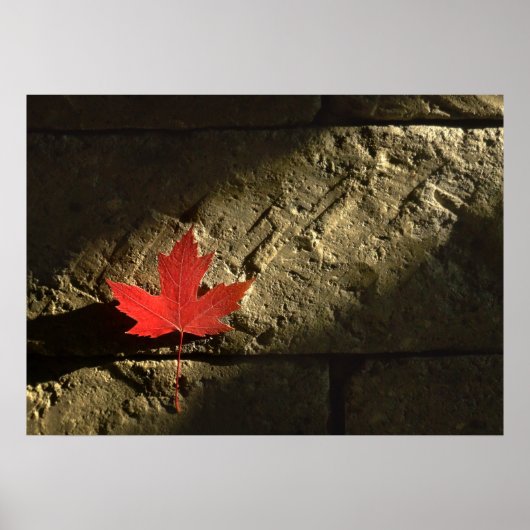 Canada Maple Leaf Poster (Voorkant)