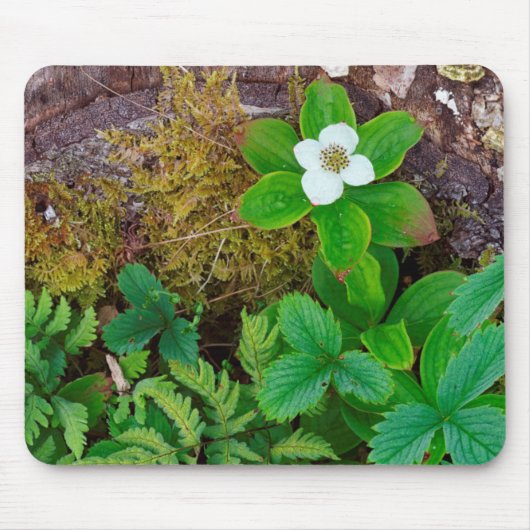 Canada, New Brunswick, , 2 Muismat (Voorkant)