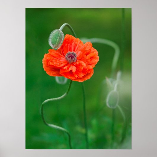 Canada, New Brunswick, 2 Poster (Voorkant)