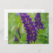 Canada, New Brunswick, . Briefkaart (Voorkant / Achterkant)