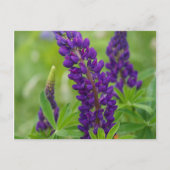 Canada, New Brunswick, . Briefkaart (Voorkant)