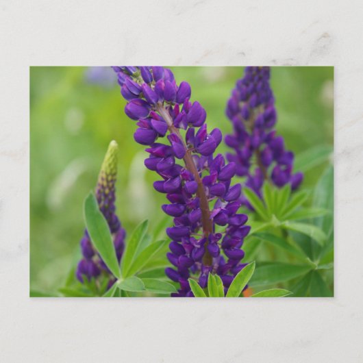 Canada, New Brunswick, . Briefkaart (Voorkant)