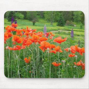 Canada, New Brunswick, . Landschap Muismat