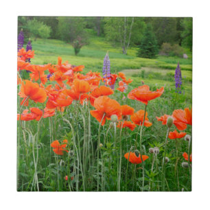 Canada, New Brunswick, . Landschap Tegeltje