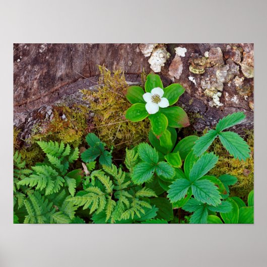 Canada, New Brunswick, Poster (Voorkant)