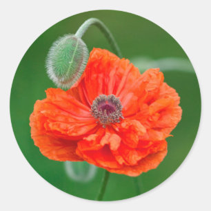 Canada, New Brunswick, , Ronde Sticker