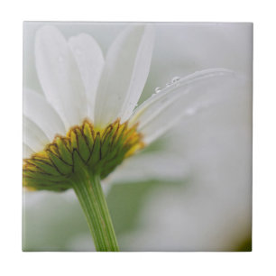 Canada, New Brunswick, Tegeltje