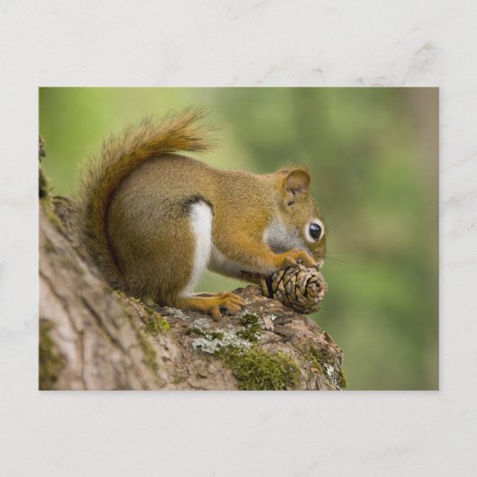 Canada, Nova Scotia, Halifax. Publieke tuinen Briefkaart (Voorkant)