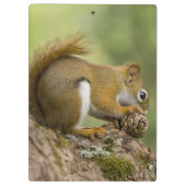 Canada, Nova Scotia, Halifax. Publieke tuinen Klembord (Achterkant)