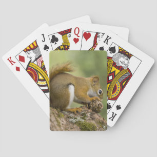 Canada, Nova Scotia, Halifax. Publieke tuinen Pokerkaarten