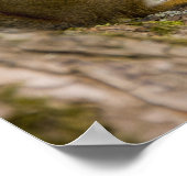 Canada, Nova Scotia, Halifax. Publieke tuinen Poster (Hoek)