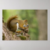 Canada, Nova Scotia, Halifax. Publieke tuinen Poster (Voorkant)