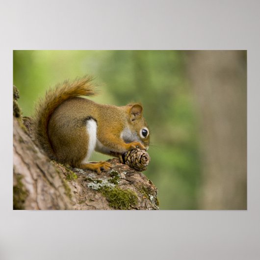 Canada, Nova Scotia, Halifax. Publieke tuinen Poster (Voorkant)