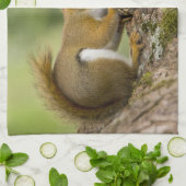 Canada, Nova Scotia, Halifax. Publieke tuinen Theedoek (Gevouwen)