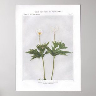 Canada of Ronde-Leaved Anemone Poster