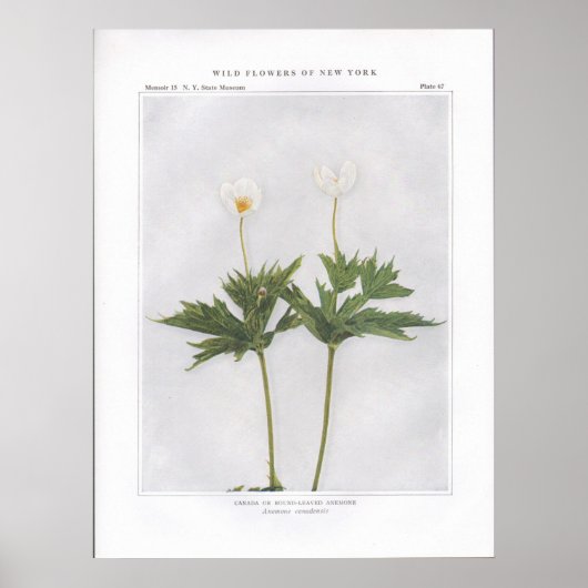 Canada of Ronde-Leaved Anemone Poster (Voorkant)