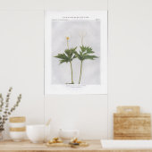 Canada of Ronde-Leaved Anemone Poster (Keuken)