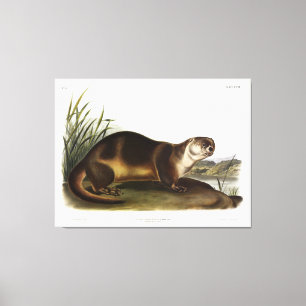 Canada Otter, Noord-Amerikaanse Otter - Audubon Canvas Afdruk