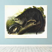 Canada Otter (Otter) - Quadrupeds van Audubon Canvas Afdruk (Insitu (Houten vloer))