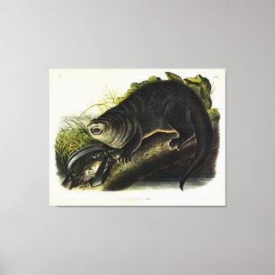Canada Otter (Otter) - Quadrupeds van Audubon Canvas Afdruk
