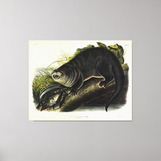 Canada Otter (Otter) - Quadrupeds van Audubon Canvas Afdruk (Voorkant)