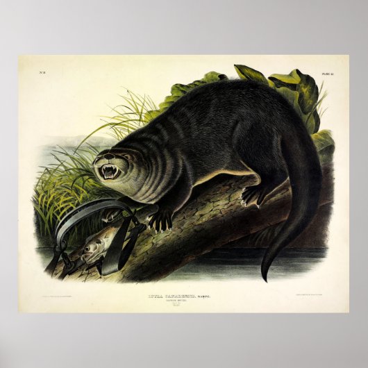 Canada Otter (Otter) - Quadrupeds van Audubon Poster (Voorkant)