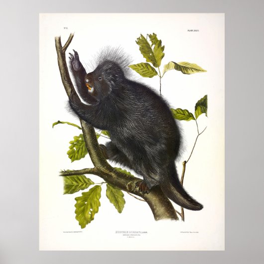 Canada Porcupine of North American Porcupine Poster (Voorkant)