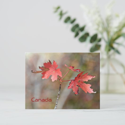 Canada Post Card - Maple Leaves Briefkaart (Staand voorkant)