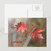 Canada Post Card - Maple Leaves Briefkaart (Voorkant / Achterkant)